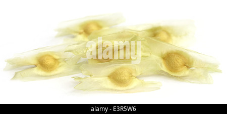 Seeds of moringa oleifera over white background Stock Photo