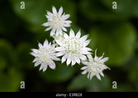 Astrantia major. Masterwort flowers. Stock Photo