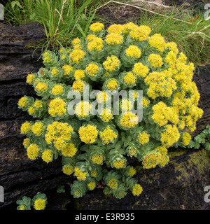 Yellow flowering Rhodiola rosea Roseroot plant growing on rocky cliff, Scotland,UK Stock Photo