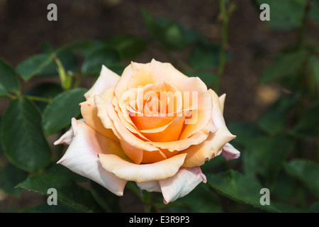 Single bloom of David Austin rose, the orange or peachy-coral coloured hybrid tea rose 'Warm Wishes' Stock Photo