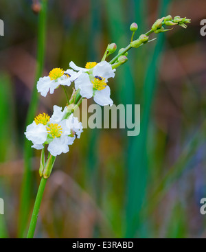 Bulltongue Arrowhead (Sagittaria lancifolia) growing in a swamp Stock Photo