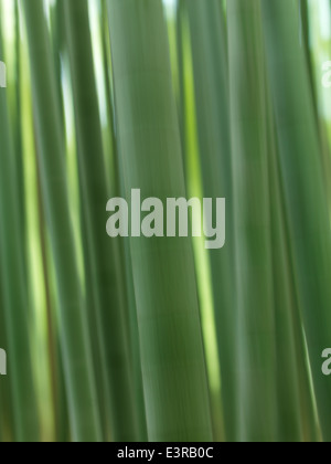 Bamboo forest abstract closeup with artistic motion blur Stock Photo