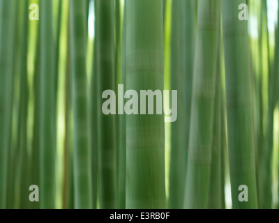 Bamboo forest abstract closeup of green stems with artistic motion blur Stock Photo