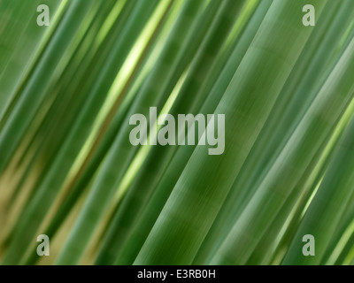 Abstract blurred closeup of green bamboo forest closeup of stems, artistic background Stock Photo