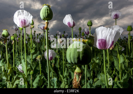 Papaver somniferum, the Opium poppy seed heads in field Stock Photo