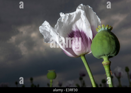 Papaver somniferum, the Opium poppy Stock Photo