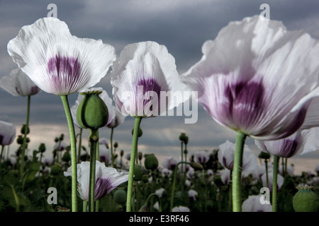 Papaver somniferum, the Opium poppy in opium field Poppies Stock Photo