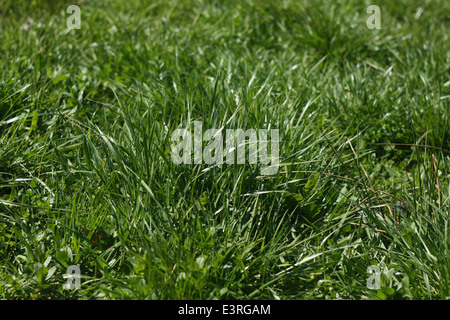 Green grass close-up. Stock Photo