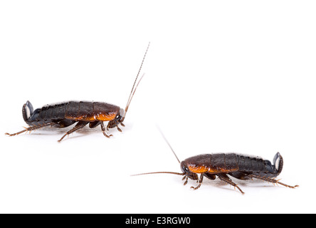 Common black cockroaches on white Stock Photo