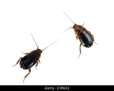 Pests! Blatta orientalis,common black cockroaches. Stock Photo
