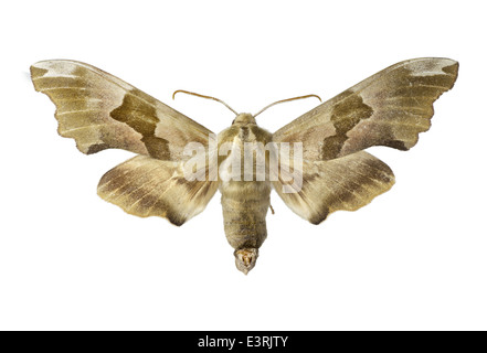 Lepidoptera; Sphingidae; Marumba quercus; Denis & Schiffermuller 1775; Oak Hawk moth Stock Photo