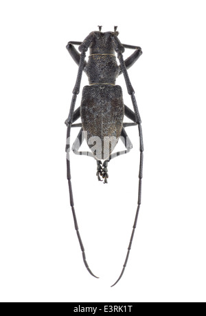 Coleoptera; Cerambycidae; Morimus asper; male; Schulzer 1776