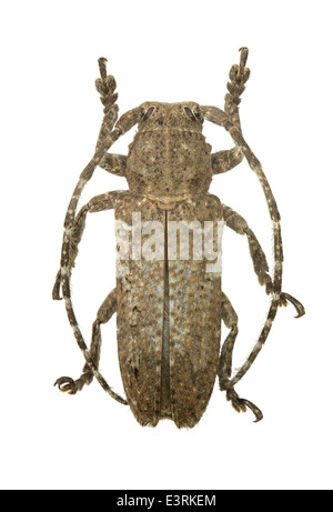 Coleoptera: Cerambicidae; Niphona picticornis; Mulsant 1839; Stock Photo