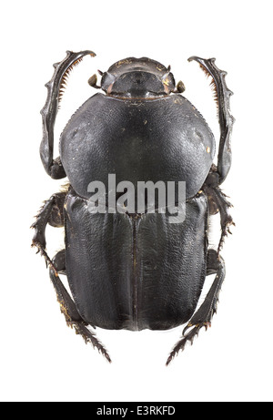 Coleoptera; Scarabaeidae; Onitis belial; female; Fabricius 1798 Stock ...