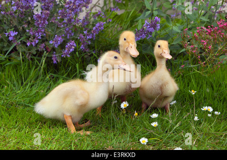 A brood of Muscovy ducklings at one week old in garden setting Stock Photo