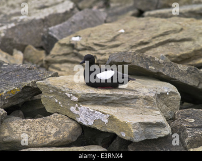 dh Black Gulliemot GULLIEMOT UK Seabird North Ronaldsay Orkney coast shore sea scotland gulliemots bird Stock Photo
