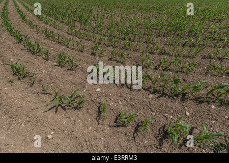 Rows of planted Sweetcorn / maize / Zea mays in early stages of growth. Foliage at rear slightly soft. For food security, growing food, crop pattern. Stock Photo
