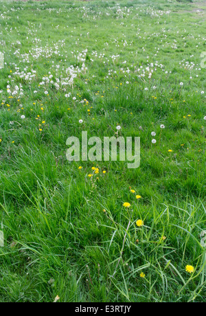 Field of long green blades of grass and yellow dandelion flowers and fluffy white seed heads. Stock Photo