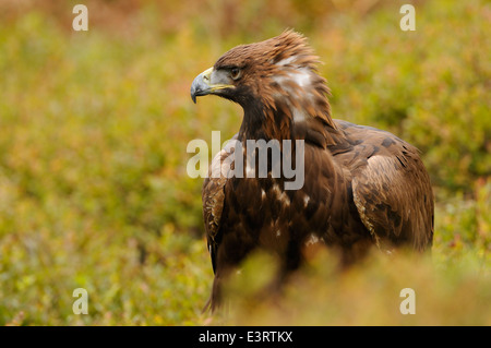 Golden Eagle, in the middle of autumn colored vegetation showing off his proud or angriness by putting up the crown of feathers Stock Photo