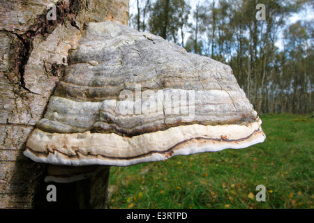 Hoof fungus (fomes fomentarius)or bracket fungus, grows on a living silver birch tree trunk, Peak District, Derbyshire, UK Stock Photo