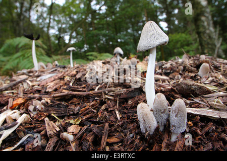 Fungi grows on decaying wood on the floor of an ancient woodland in the Peak District National Park, Derbyshire, UK Stock Photo