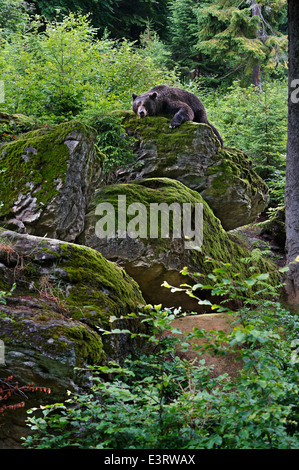 Germany, Bayerischer Wald NP, a male Brown Bear laying down on a rock Stock Photo