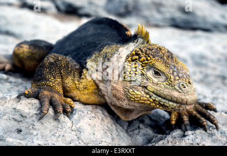 A portrait of the scaly-skinned Galapagos land iguana on South Plaza Island in the Galapagos Islands, a province of Ecuador, South America. Stock Photo