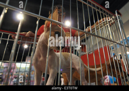 Manila, Philippine. 28th June, 2014. MANILA, Philippines - Hundreds of pet lovers join a Dog and Cat Expo held at a Convention Center in Pasay city, south of Manila on 28 June 2014. Now on its third year, the Pet Express Dog and Cat EXPO attracts thousands of dog and cat lovers of all ages as they hold this 2-day event, with various activities for the animals and their owners to participate in. The event aims to give the canine and feline community a venue to meet like-minded people and to learn more about animals and their welfare. Credit:  George Calvelo/NurPhoto/ZUMAPRESS.com/Alamy Live New Stock Photo