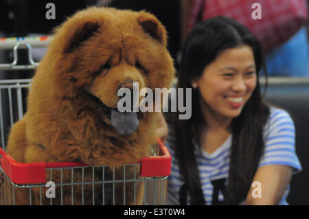 Manila, Philippine. 28th June, 2014. MANILA, Philippines - Hundreds of pet lovers join a Dog and Cat Expo held at a Convention Center in Pasay city, south of Manila on 28 June 2014. Now on its third year, the Pet Express Dog and Cat EXPO attracts thousands of dog and cat lovers of all ages as they hold this 2-day event, with various activities for the animals and their owners to participate in. The event aims to give the canine and feline community a venue to meet like-minded people and to learn more about animals and their welfare. Credit:  George Calvelo/NurPhoto/ZUMAPRESS.com/Alamy Live New Stock Photo