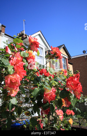 Beautiful London houses with red roses Stock Photo - Alamy