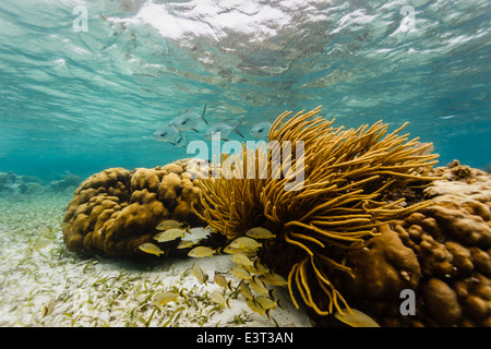 School of big silver permit fish with black tails on coral reef approach school of small fish hiding under branching coral Stock Photo