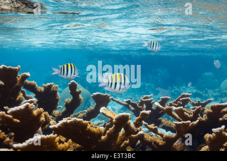Black, white and yellow vertical striped Sergeant Major fish, Abudefduf saxatilis, swim slowly above coral reef in the Caribbean Stock Photo