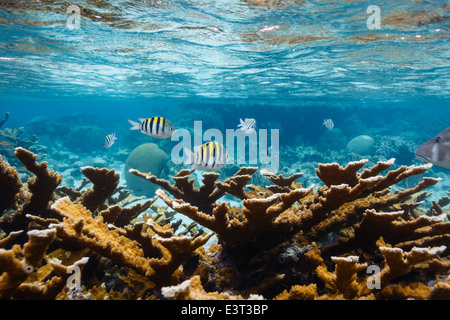 Black, white and yellow vertical striped Sergeant Major fish swim on coral reef in the Caribbean Stock Photo