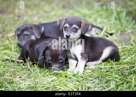 Cute stray puppies play in the green grass. Stock Photo