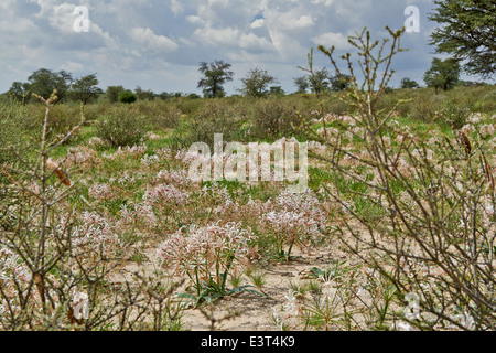 lily flower in landscape, vleililie, Nerine laticoma, Kgalagadi Transfrontier Park, Kalahari, South Africa, Botswana, Africa Stock Photo