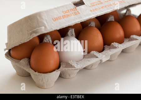 One white egg in a dozen of brown egg carton Stock Photo