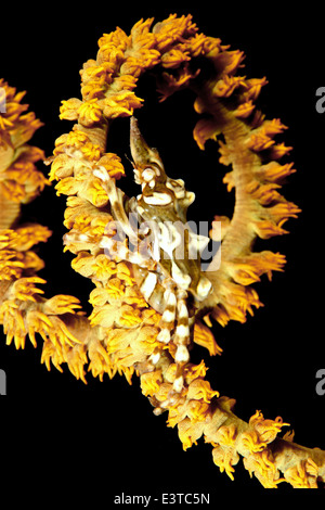 Wire Coral Crab, also known as Xeno Crab, or Wire Spider Crab, Xenocarcinus tuberculatus, on a yellow wire coral, Cirripathes Stock Photo