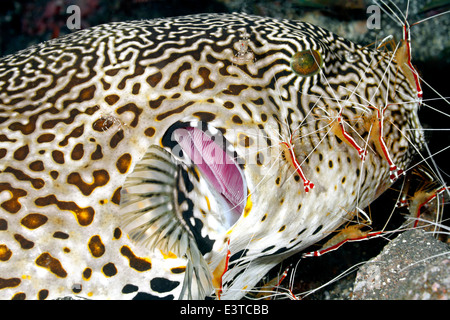 Map puffer, Arothron mappa, being cleaned by Urocaridella antonbruunii and white striped cleaner shrimp, Lysmata amboinensis. Stock Photo