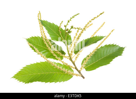Chestnuts branch with catkins isolated on white Stock Photo