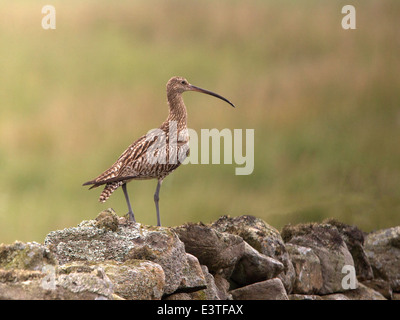 Eurasian curlew perched on dry stone wall Stock Photo