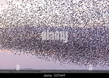 Starlings, Denmark, Europe / Sturnus vulgaris Stock Photo