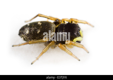Female Heliophanus cupreus spider, part of the family Salticidae - Jumping spiders. Isolated on white background. Stock Photo