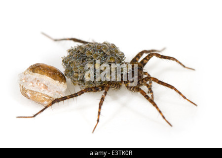 Female wolf spider (Pardosa sp), part of the family Lycosidae. Carrying its spiderlings that just emerged from the empty eggsac. Stock Photo