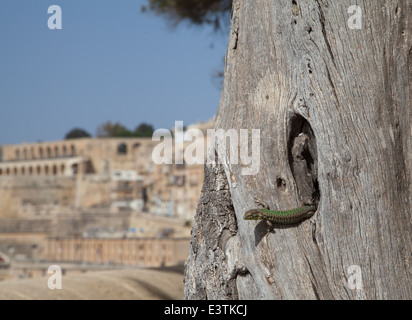 Upper Barrakka Gardens and Maltese Wall Lizard, Valletta, Malta. Stock Photo
