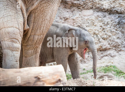 Zurich, Switzerland. 28th June, 2014. The life of a baby elephant must be exhausting: an 11-days old and yet unnamed elephant baby girl is yawning in the shadow of her mother 'Indi' that gave birth on June 17, 2014, at the zoo in Zurich, Switzerland. Credit:  Erik Tham/Alamy Live News