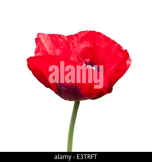 Red Poppy cut out Stock Photo