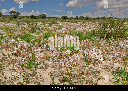 lily flower in landscape, vleililie, Nerine laticoma, Kgalagadi Transfrontier Park, Kalahari, South Africa, Botswana, Africa Stock Photo