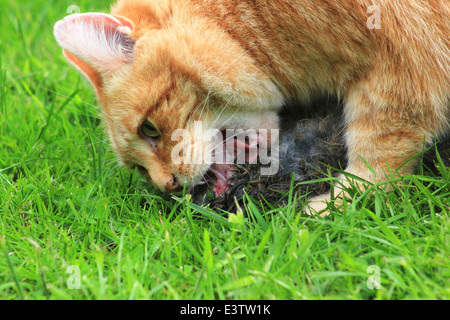 Ginger cat eating dead rabbit Stock Photo