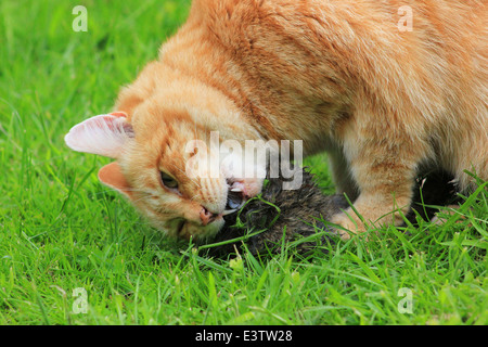 Ginger cat eating dead rabbit Stock Photo