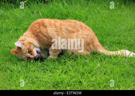 Ginger cat eating dead rabbit Stock Photo